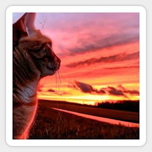 Cat Watching Sunset Scene Sticker